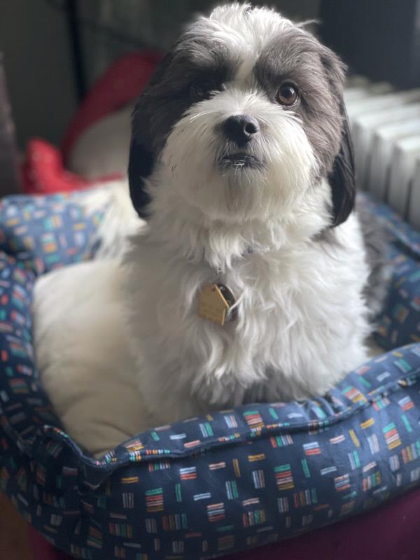 /Images/uploads/Miss Nutfield Scholarship Program/miss-nutfield-pet-photo-contest/entries/30948.jpg